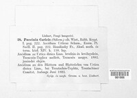 Puccinia caricis image